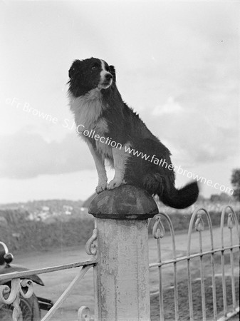 DOG ON GATE POST